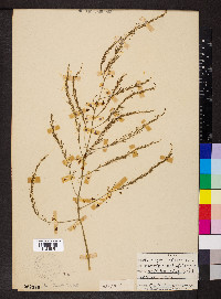 Asparagus officinalis image