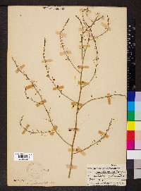 Asparagus officinalis image