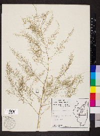 Asparagus officinalis image