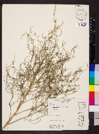 Asparagus officinalis image