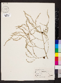 Asparagus officinalis image