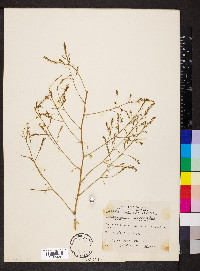 Asparagus officinalis image