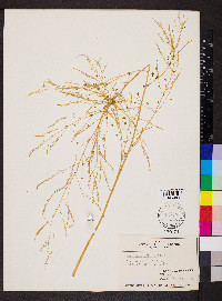 Asparagus officinalis image