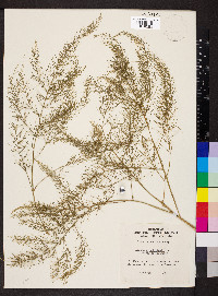 Asparagus officinalis image