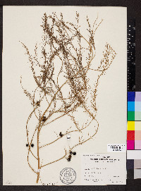 Asparagus officinalis image