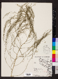 Asparagus officinalis image