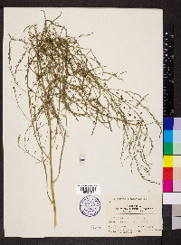 Asparagus officinalis image