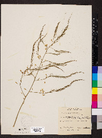 Asparagus officinalis image