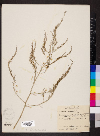 Asparagus officinalis image