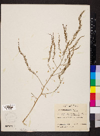 Asparagus officinalis image