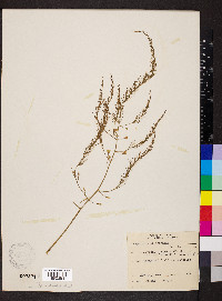 Asparagus officinalis image