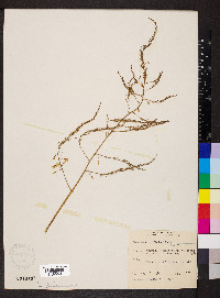 Asparagus officinalis image