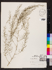 Asparagus officinalis image