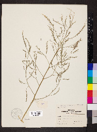 Asparagus officinalis image