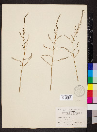 Asparagus officinalis image