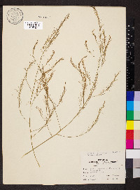 Asparagus officinalis image