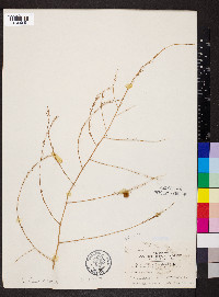 Asparagus officinalis image