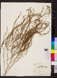 Asparagus officinalis image