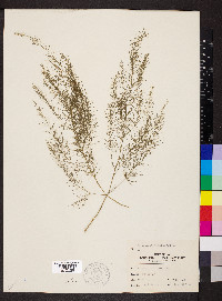 Asparagus officinalis image