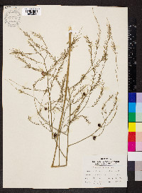 Asparagus officinalis image