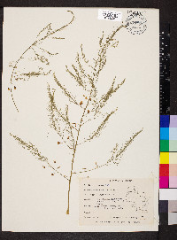 Asparagus officinalis image