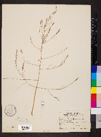 Asparagus officinalis image