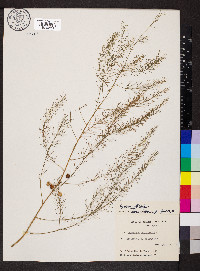 Asparagus officinalis image