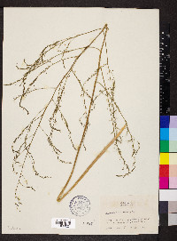 Asparagus officinalis image