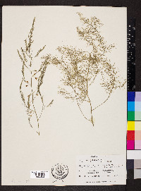 Asparagus officinalis image