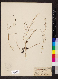 Asparagus officinalis image