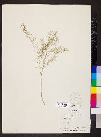 Asparagus officinalis image