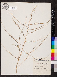 Asparagus officinalis image