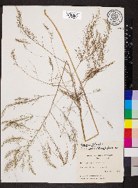 Asparagus officinalis image