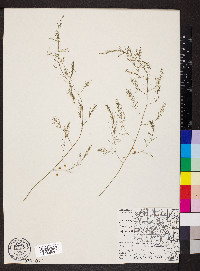 Asparagus officinalis image