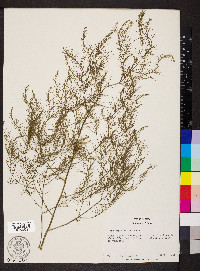 Asparagus officinalis image