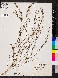 Asparagus officinalis image