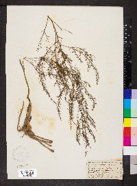 Asparagus officinalis image