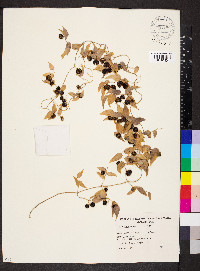 Asparagus asparagoides image