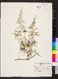 Asparagus setaceus image