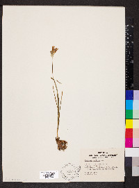 Dichelostemma capitatum image