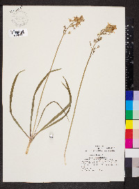 Camassia scilloides image