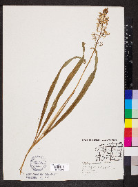 Camassia scilloides image