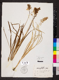 Camassia scilloides image