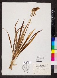 Camassia scilloides image