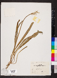 Camassia scilloides image