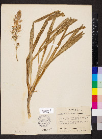 Camassia scilloides image