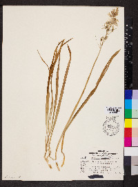 Camassia scilloides image