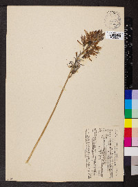 Camassia quamash image
