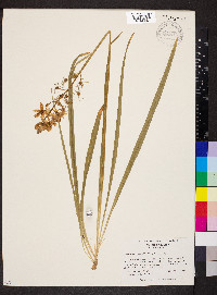 Camassia scilloides image