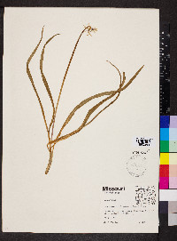 Camassia scilloides image